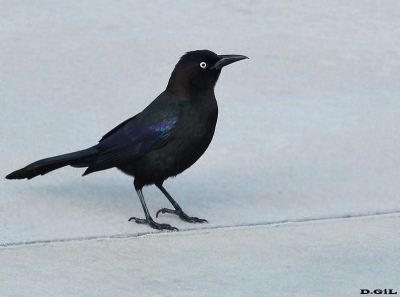 COMMON GRACKLE (Quiscalus Quiscula) 